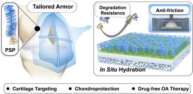 Inspired by lubricin: a tailored cartilage-armor with durable lubricity and autophagy-activated antioxidation for targeted therapy of osteoarthritis†