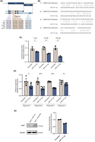 MicroRNAs modulate SARS-CoV-2 infection of primary human hepatocytes by regulating the entry factors ACE2 and TMPRSS2