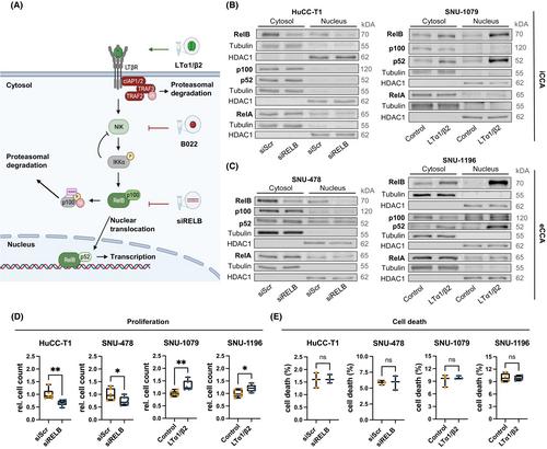 Lymphotoxin beta-activated LTBR/NIK/RELB axis drives proliferation in cholangiocarcinoma