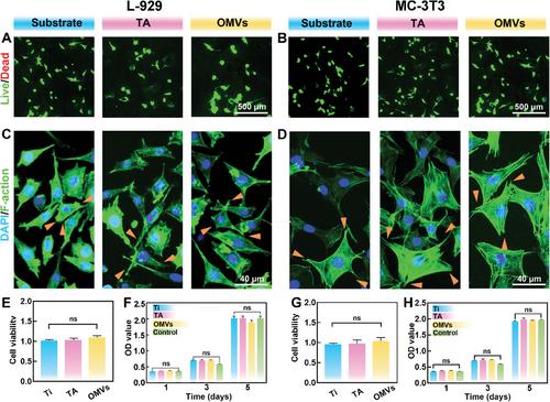Exploring Naturally Tailored Bacterial Outer Membrane Vesicles for Selective Bacteriostatic Implant Coatings