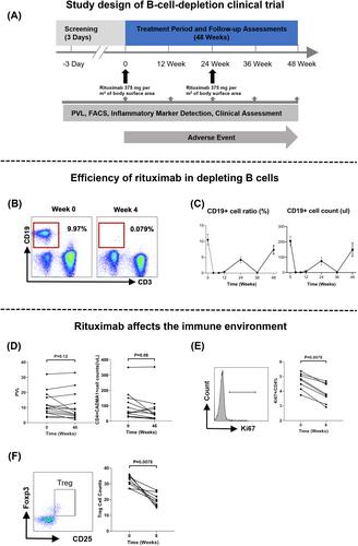 B-cell depletion limits HTLV-1-infected T-cell expansion and ameliorate HTLV-1-associated myelopathy