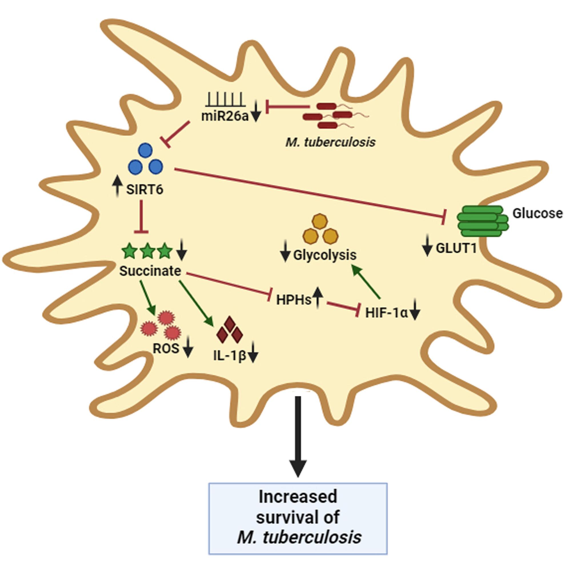 The miR-26a/SIRT6/HIF-1α axis regulates glycolysis and inflammatory responses in host macrophages during Mycobacterium tuberculosis infection