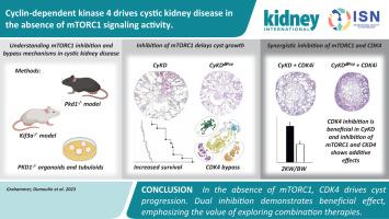 Cyclin-dependent kinase 4 drives cystic kidney disease in the absence of mTORC1 signaling activity