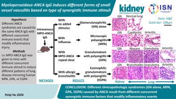 Myeloperoxidase-ANCA IgG induces different forms of small vessel vasculitis based on type of synergistic immune stimuli