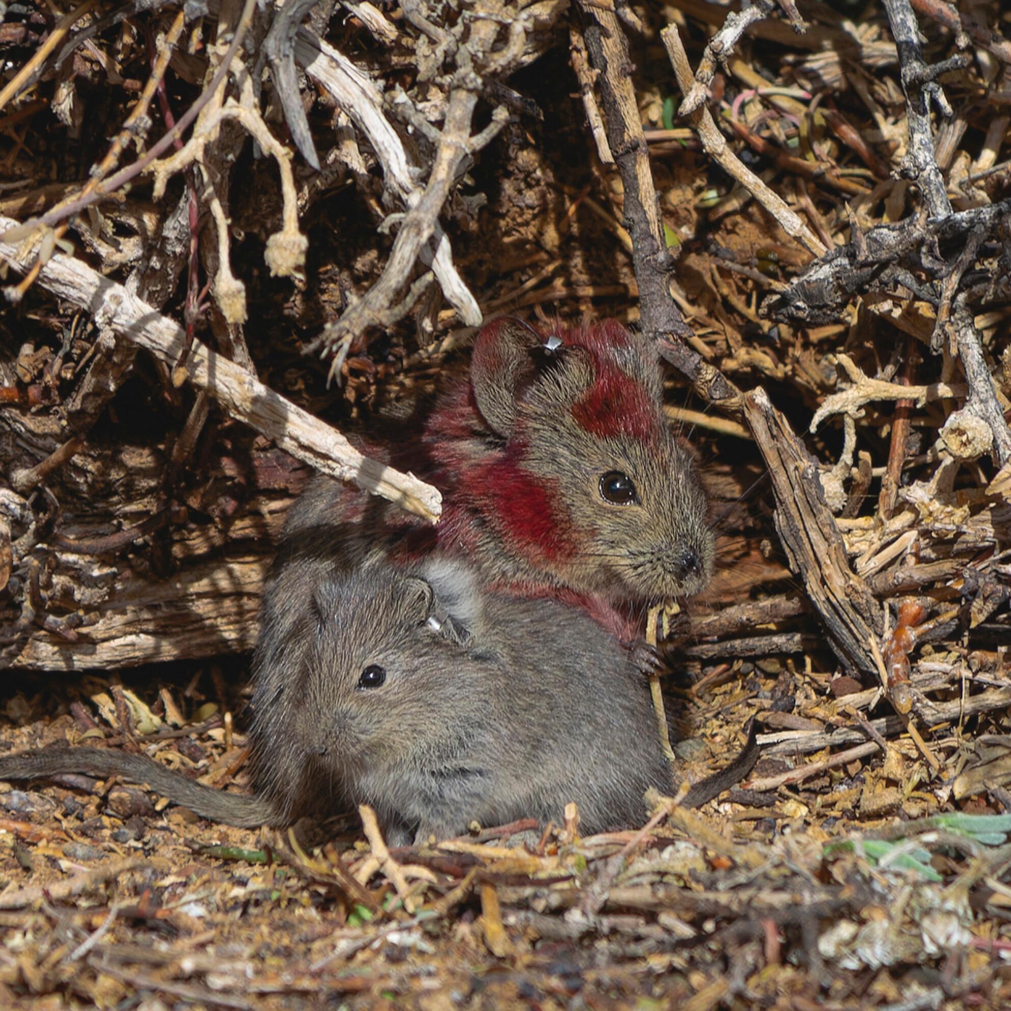 Lodge-building in rodents: relationships with ecological and natural history factors