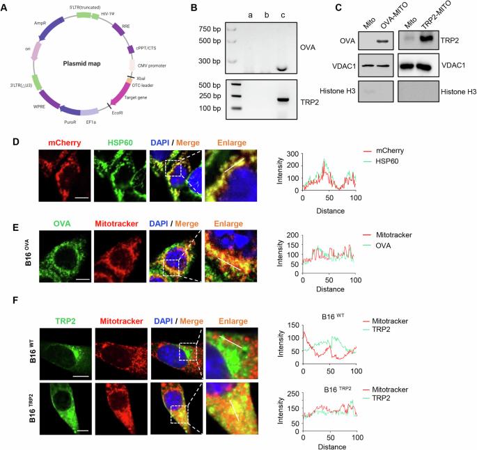 Engineered mitochondria exert potent antitumor immunity as a cancer vaccine platform