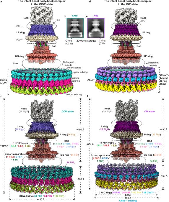 Structural basis of the bacterial flagellar motor rotational switching