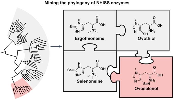 Discovery of the selenium-containing antioxidant ovoselenol derived from convergent evolution