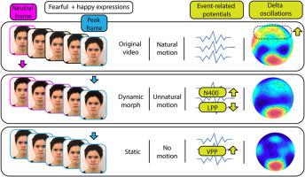 EEG correlates of static and dynamic face perception: The role of naturalistic motion