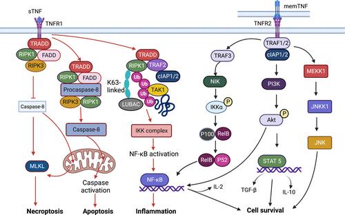 Towards understanding the role of nanomedicine in targeting TNFR2 in rheumatoid arthritis