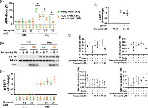 The PARP inhibitor rucaparib blocks SARS-CoV-2 virus binding to cells and the immune reaction in models of COVID-19