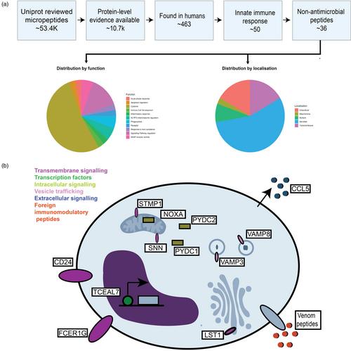 Microscopic marvels: Decoding the role of micropeptides in innate immunity