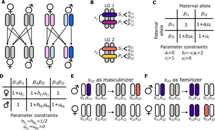 Transitions in sex determination mechanisms through parental and sexual antagonism