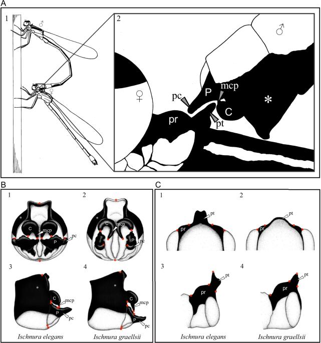 Reproductive character displacement: insights from genital morphometrics in damselfly hybrid zones