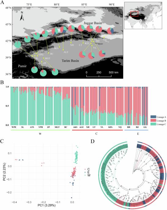 Population genetic diversity and environmental adaptation of Tamarix hispida in the Tarim Basin, arid Northwestern China