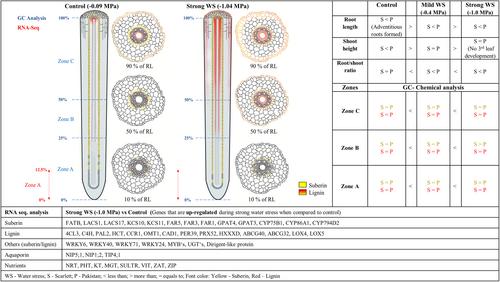 Effects of water stress on apoplastic barrier formation in soil grown roots differ from hydroponically grown roots: Histochemical, biochemical and molecular evidence