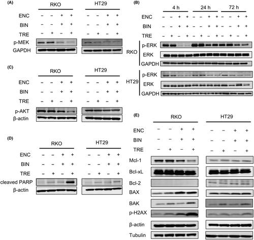 Tretinoin synergistically enhances the antitumor effect of combined BRAF, MEK, and EGFR inhibition in BRAFV600E colorectal cancer