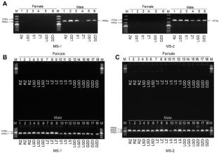 Development of Reliable Male-Specific Molecular Markers for Genetic Sex Identification in Sea Cucumber Apostichopus japonicus