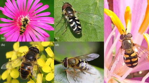 A comprehensive review of long-distance hover fly migration (Diptera: Syrphidae)