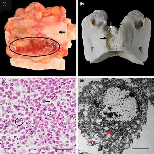 Paramedullary plasma cell myeloma originating from the first cervical vertebra (C1) in an 8-month-old Warmblood with tetraparesis: Clinical and pathological findings