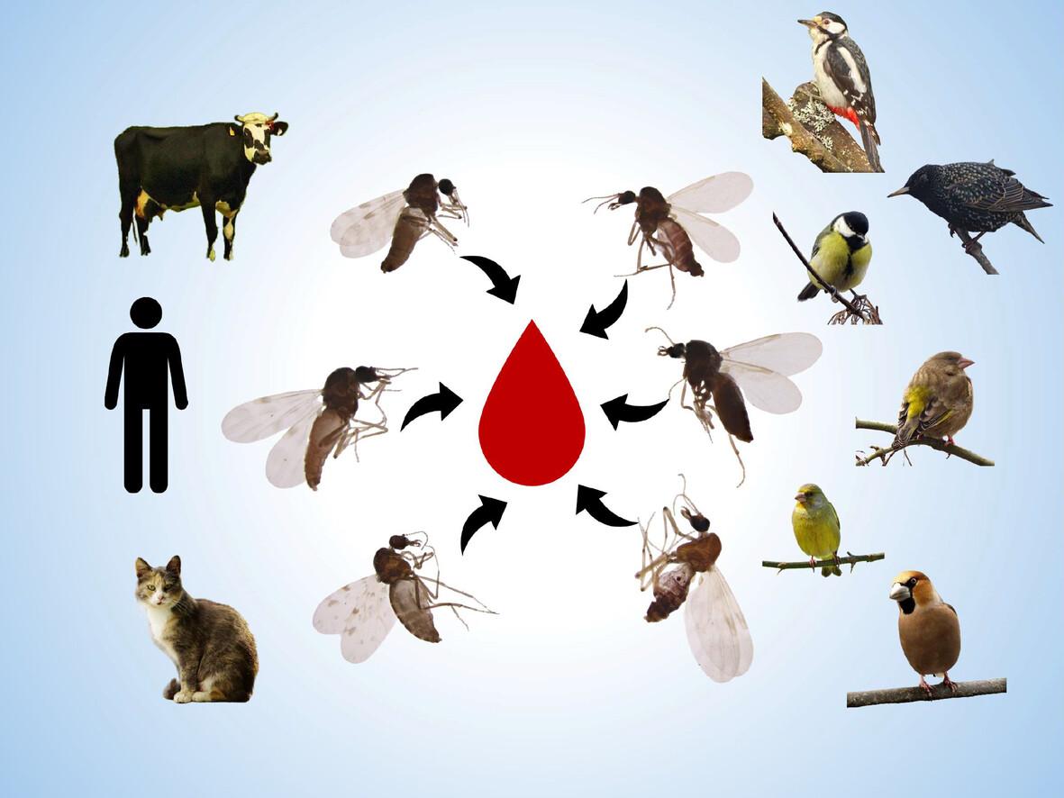 Culicoides biting midges feeding behaviour as a key for understanding avian Haemoproteus transmission in Lithuania