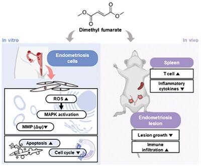 Dimethyl Fumarate Ameliorates the Endometriosis Through Anti-Inflammatory and Anti-Proliferation Mechanisms In Vitro and In Vivo