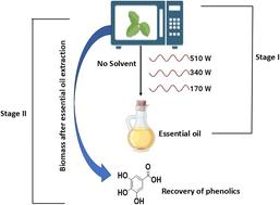 A two-stage extraction model for simultaneous extraction of essential oil and phenolics from tulsi leaves: implementing a blended mode microwave hydrodiffusion and gravity (MHG) model