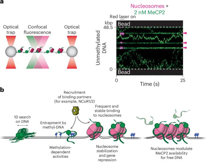 Dynamics of an epigenetic regulator on chromatin observed at the single-molecule level