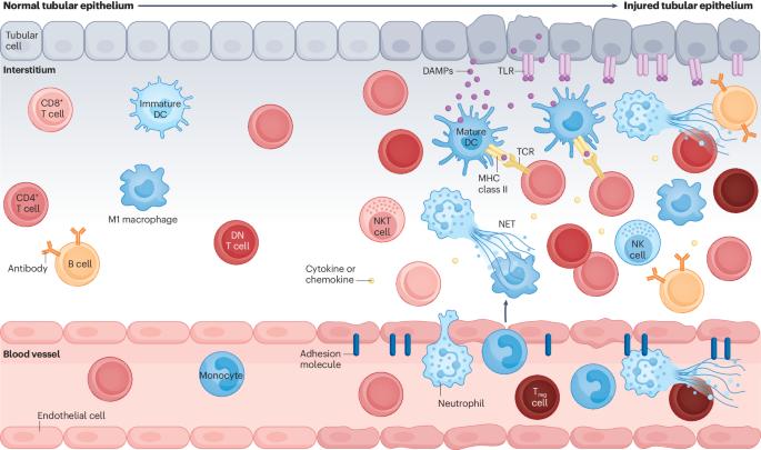 Lymphocytes and innate immune cells in acute kidney injury and repair