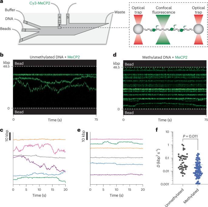 Differential dynamics specify MeCP2 function at nucleosomes and methylated DNA