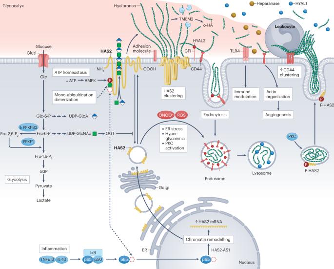 The roles of hyaluronan in kidney development, physiology and disease