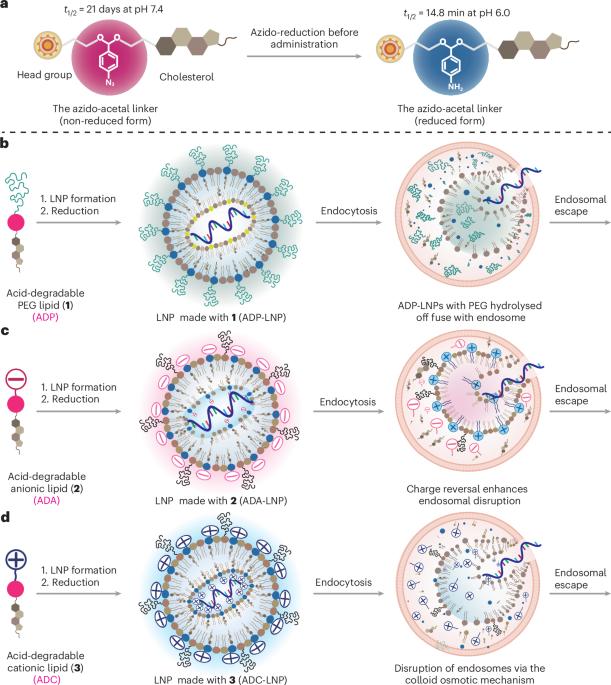 Acid-degradable lipid nanoparticles enhance the delivery of mRNA