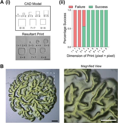 Poly(ethylene-glycol)-Dimethacrylate (PEGDMA) Composite for Stereolithographic Bioprinting