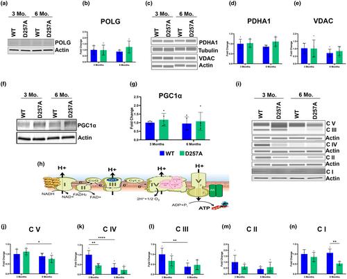 Modeling aging and retinal degeneration with mitochondrial DNA mutation burden