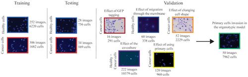 Accurate Identification of Cancer Cells in Complex Pre-Clinical Models Using a Deep-Learning Neural Network: A Transfection-Free Approach