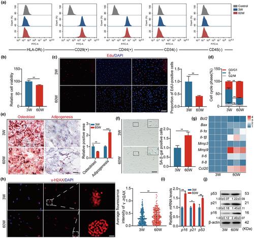 miR-203-3p promotes senescence of mouse bone marrow mesenchymal stem cells via downregulation of Pbk