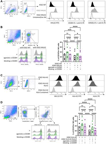 Correct stimulation of CD28H arms NK cells against tumor cells