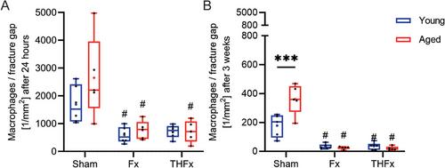 Aging Influences Fracture Healing on the Cellular Level and Alters Systemic RANKL and OPG Concentrations in a Murine Model