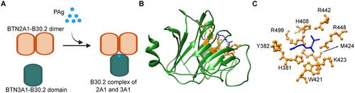 Phosphoantigen recognition by Vγ9Vδ2 T cells