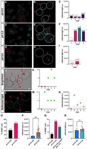 Senescence detection using reflected light