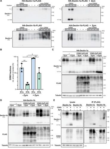 Molecular and functional in vivo characterisation of murine Dectin-1 isoforms