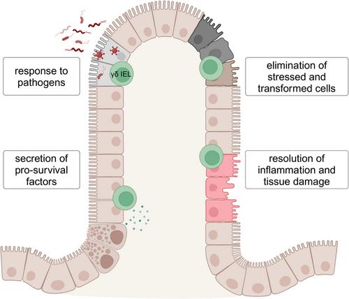 Nurturing the phenotype: Environmental signals and transcriptional regulation of intestinal γδ T cells