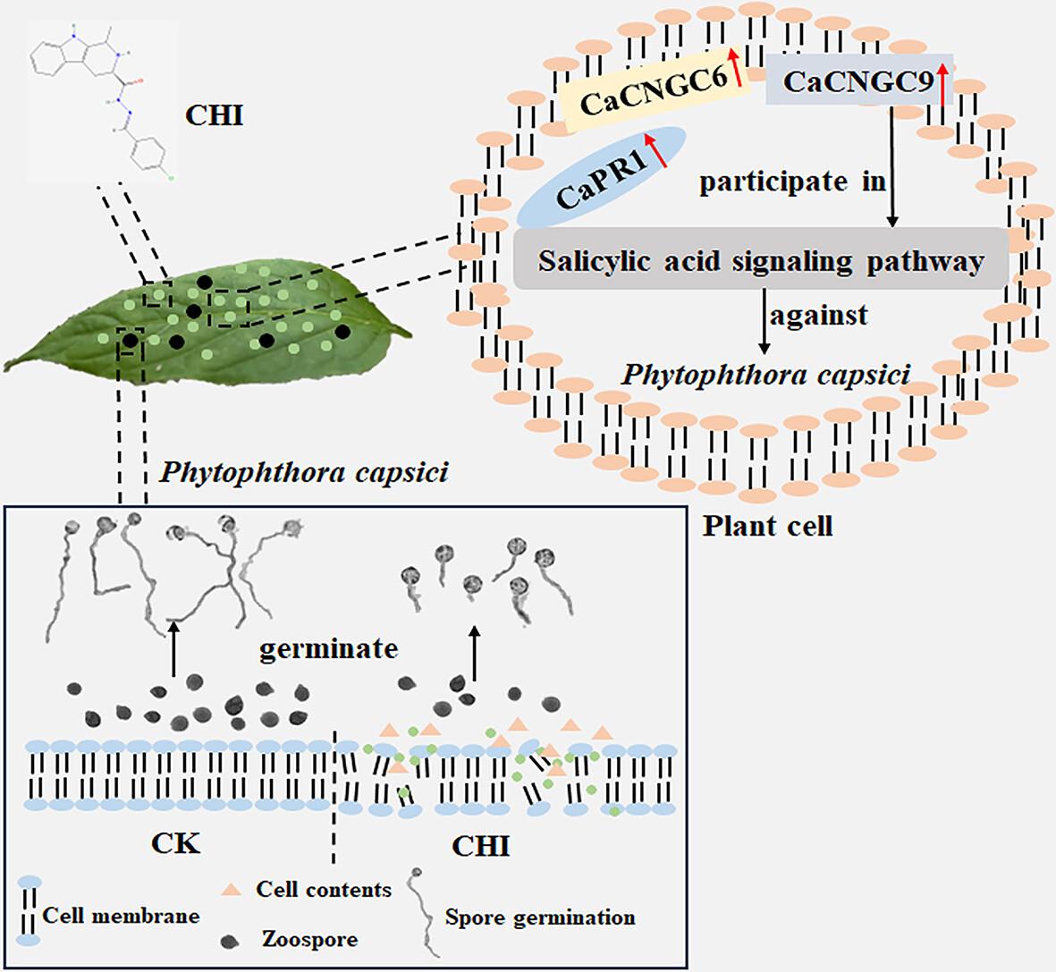 Dual actions of chloroinconazide on pepper blight in Capsicum annuum: disruption of Phytophthora capsici mycelium and activation of CaCNGC9-mediated SA signaling