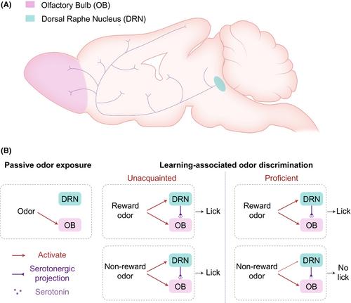 Modulation of olfactory bulb activity by serotoninergic inputs in odor-associative learning