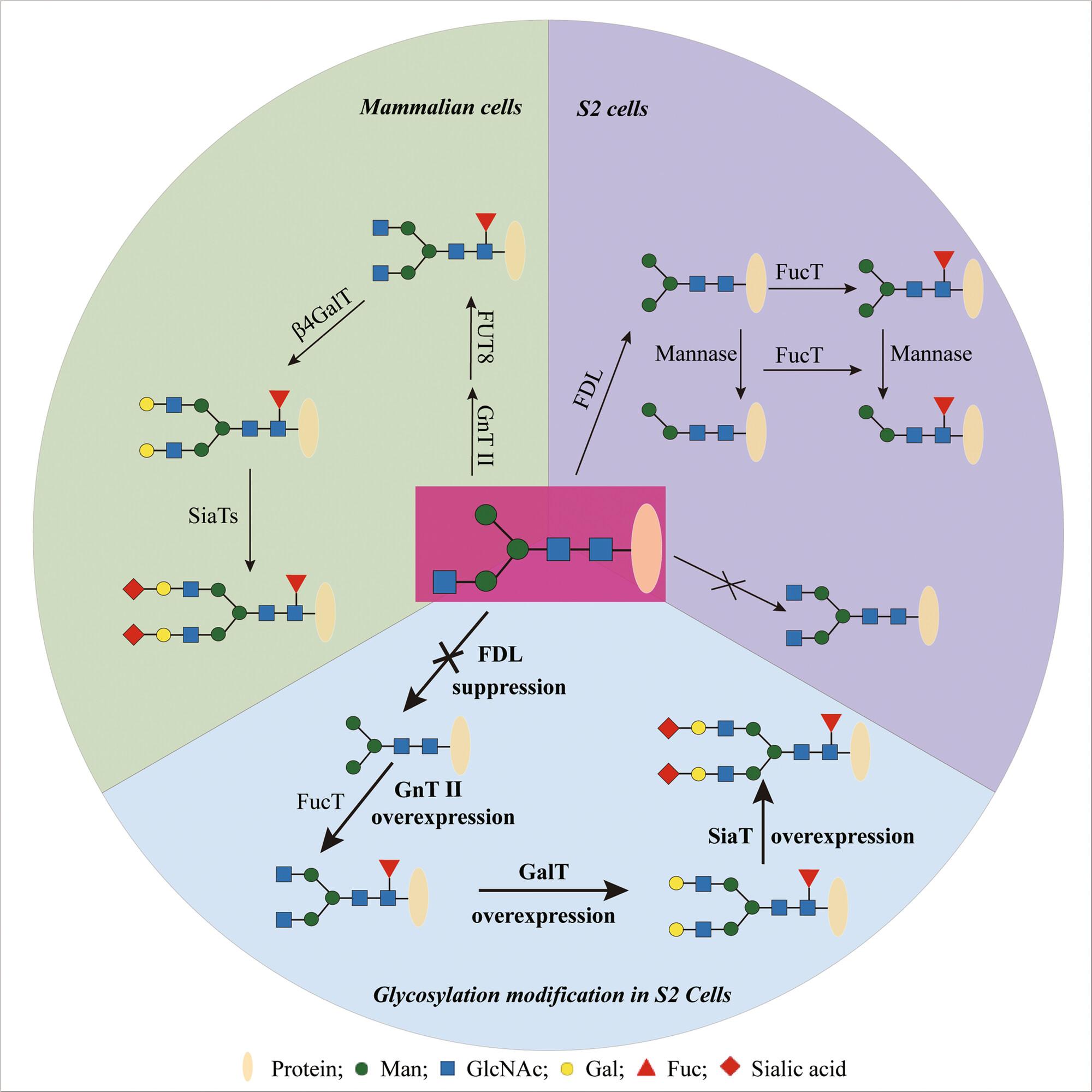 Glycosylation in Drosophila S2 cells