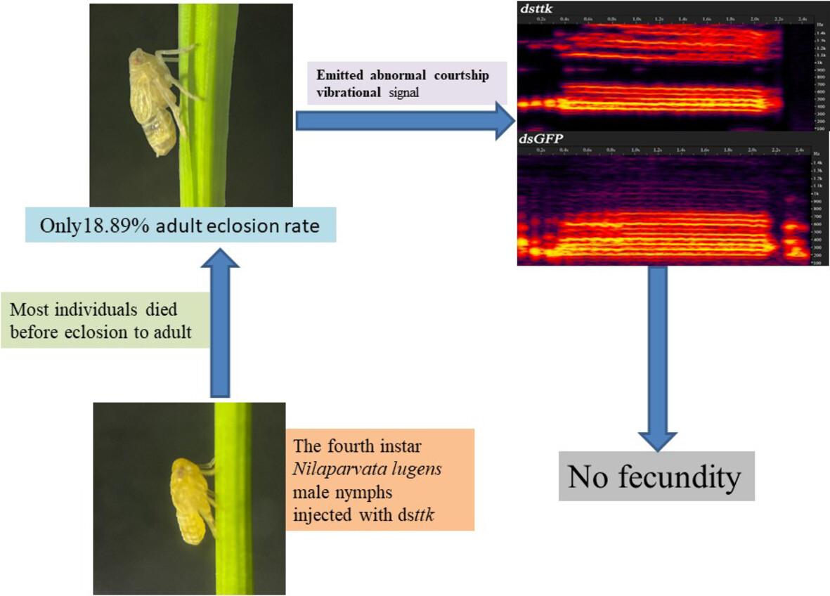 Effects of ttk on development and courtship of male Nilaparvata lugens