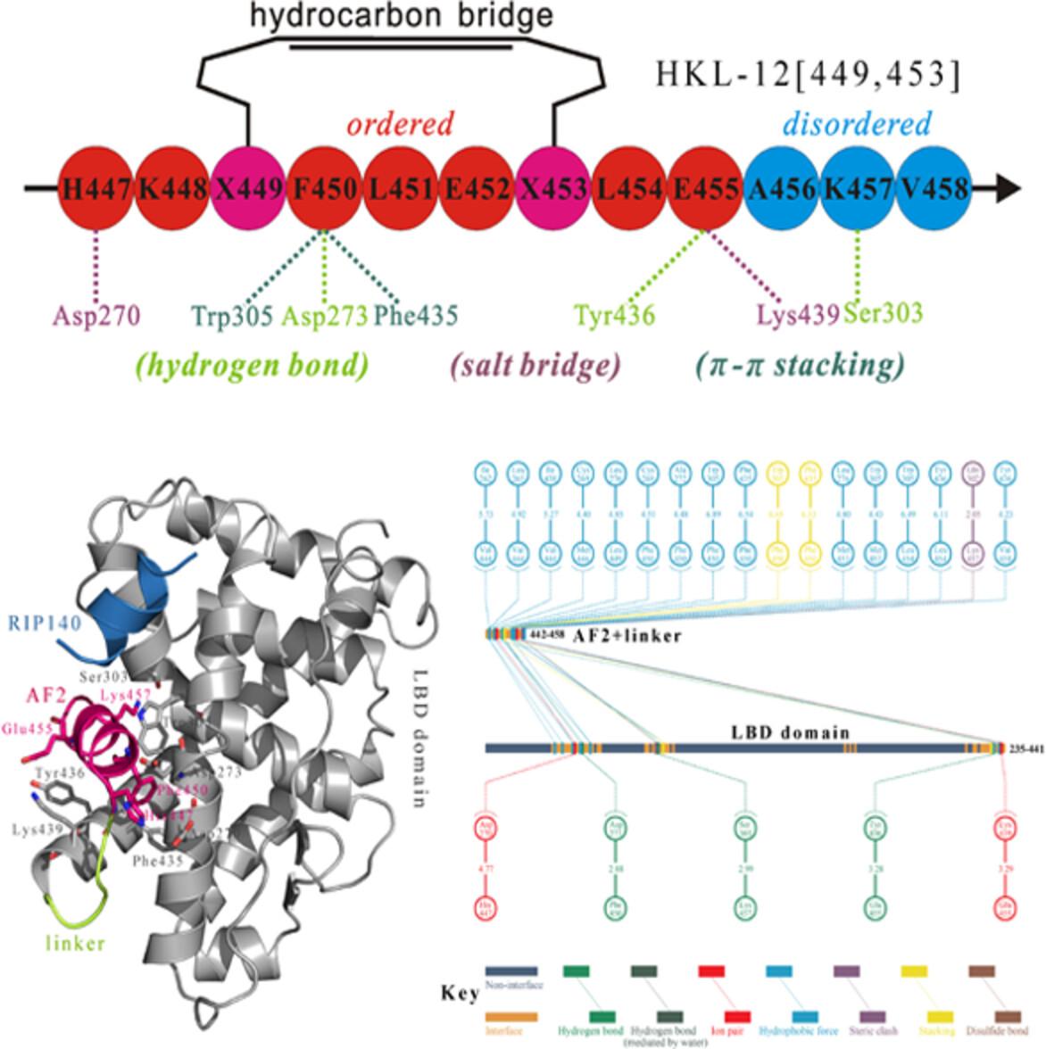 The C-terminal self-binding helical peptide of human estrogen-related receptor γ can be druggably targeted by a novel class of rationally designed peptidic antagonists