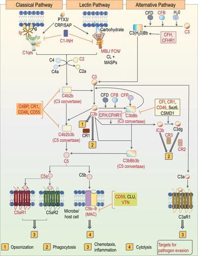 The complement system: A key player in the host response to infections