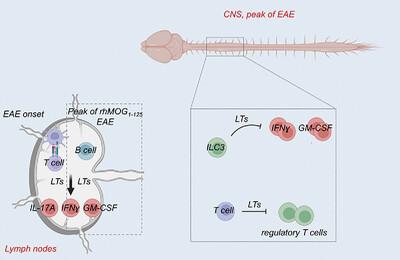 Lymphotoxins from distinct types of lymphoid cells differentially contribute to neuroinflammation