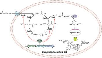 Engineering the TetR-family transcriptional regulator XNR_0706 to enhance heterologous spinosad production in Streptomyces albus B4 chassis